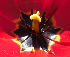 Tulpe_eros